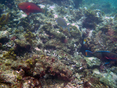 Chlorurus strongylocephalus