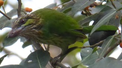 Psilopogon faiostrictus