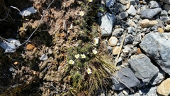 Celmisia laricifolia