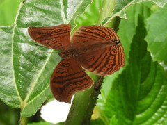Junonia gregorii