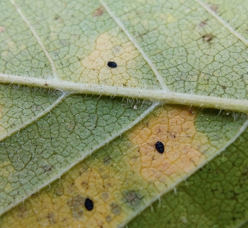 Aucuba whitefly