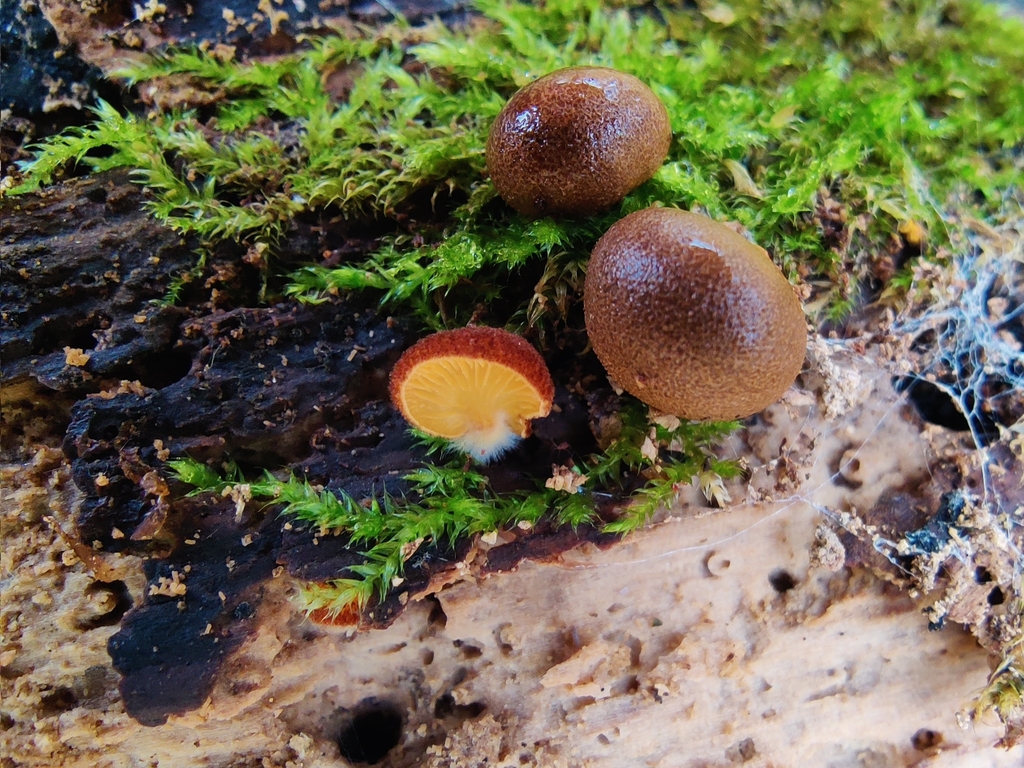 Crepidotus crocophyllus · November 2025 · photo: © carnifex (iNaturalist, cc0)