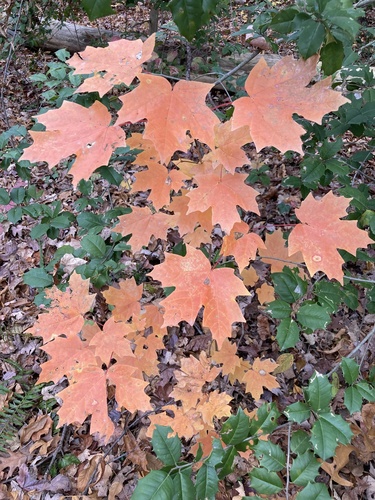 Sugar Maple