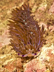 Pteraeolidia ianthina