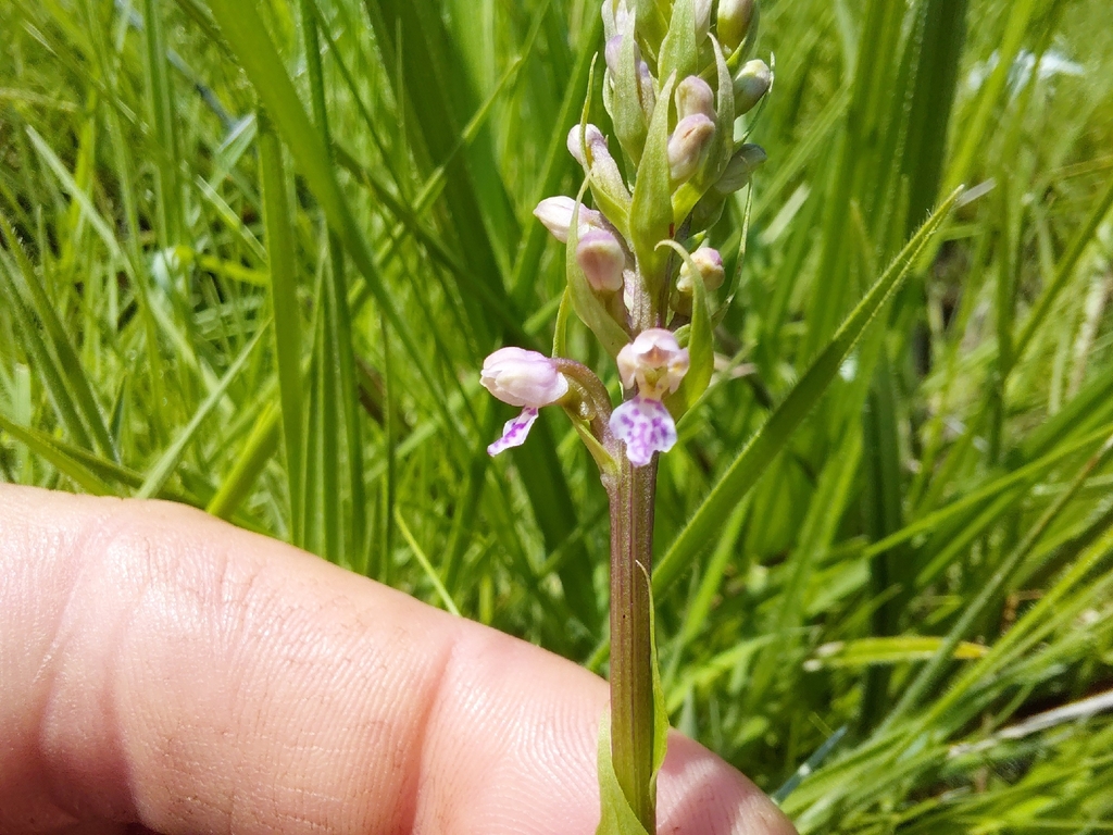 Brachycorythis rhodostachys
