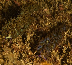 Pteraeolidia ianthina
