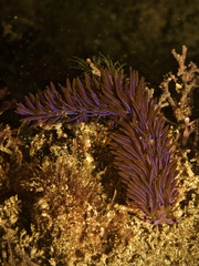 Pteraeolidia ianthina