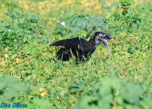 Abyssinian Ground-Hornbill