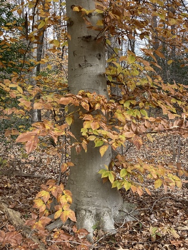 American Beech