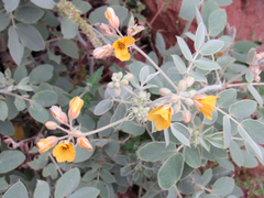 Senna confinis