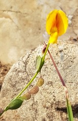 Zornia dyctiocarpa