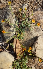 Zornia dyctiocarpa