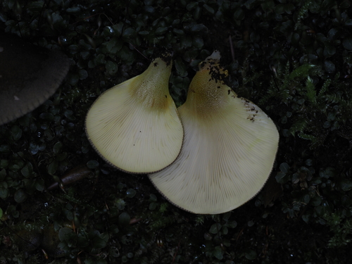 Gelbstieliger Muschelseitling