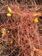 Cuscuta europaea
