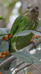 Psilopogon faiostrictus