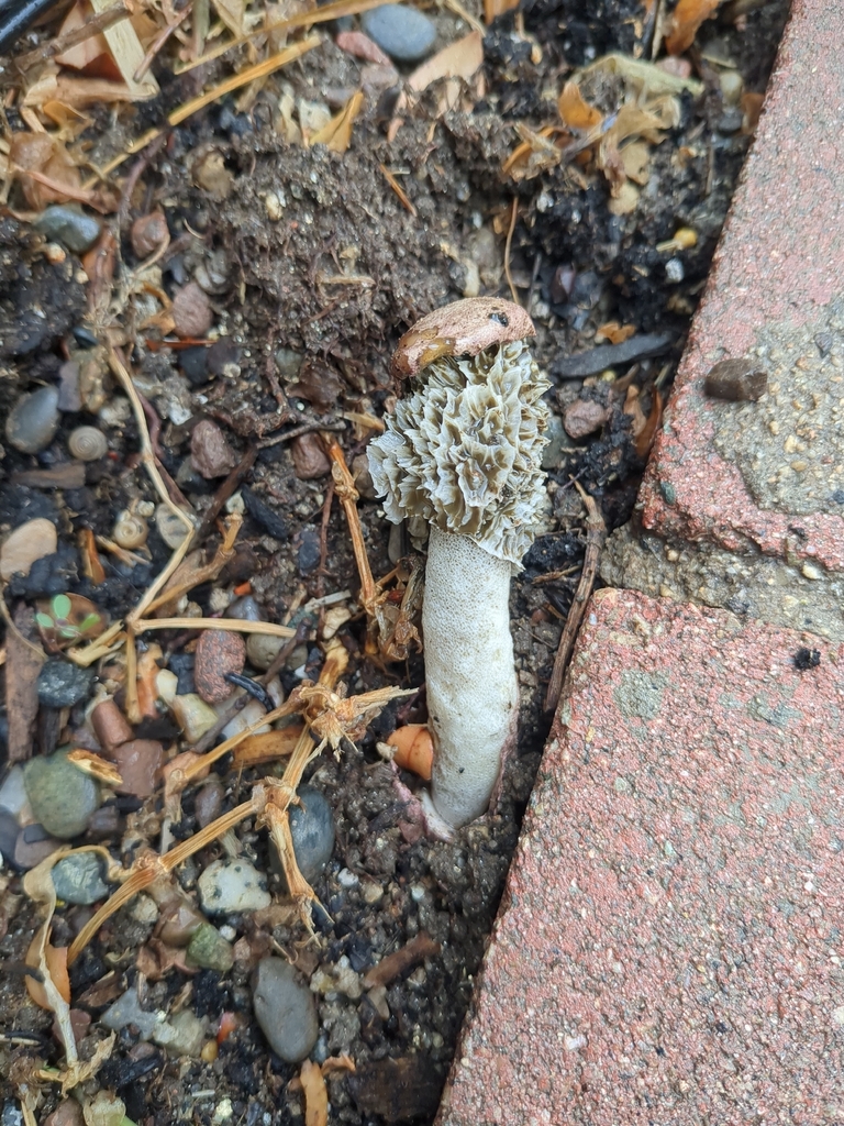Phallus hadriani · November 2025 · photo: © scriv (iNaturalist, cc-by)