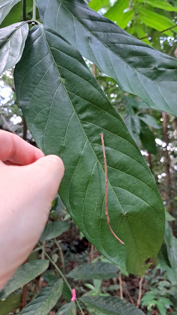 Tachigali glauca