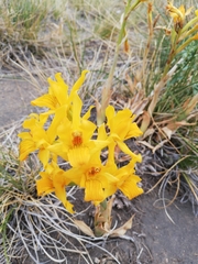 Chloraea alpina