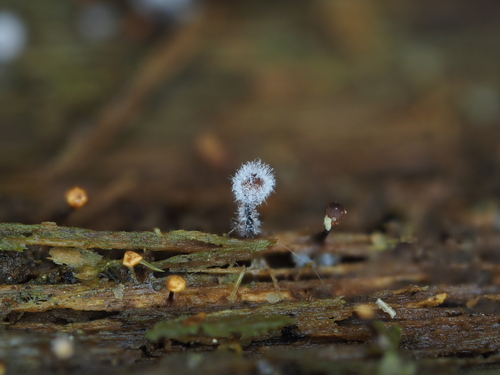 Krustenkugelpilzartige