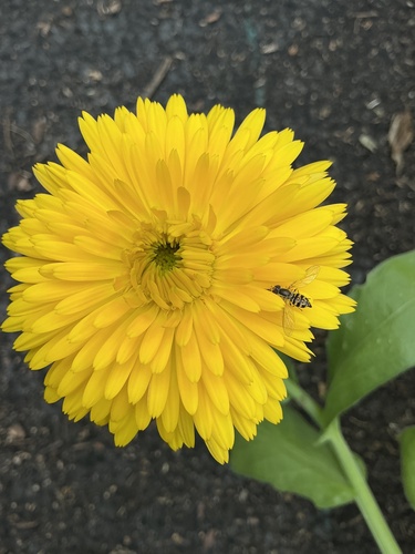 Unknown species found near Murray Hill Rd, Teaneck, NJ, US