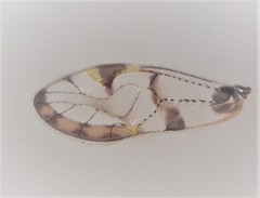 Abelopsocus basipunctatus