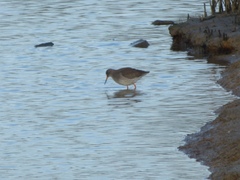 Tringa totanus