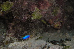 Pomacentrus caeruleus