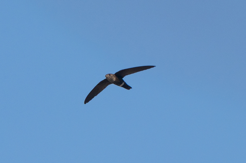 Mottled Spinetail