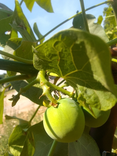 Barbados Nut