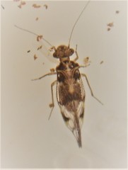 Abelopsocus basipunctatus