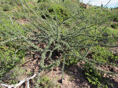 Fouquieria burragei