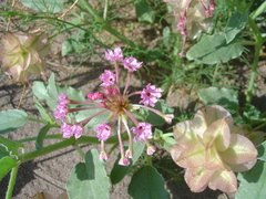 Tripterocalyx carneus