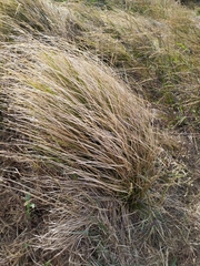Carex longebrachiata