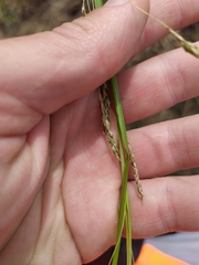 Carex longebrachiata