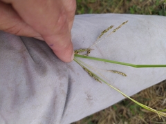 Carex longebrachiata