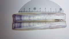 Ensis minor