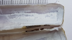 Ensis minor