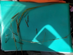 Carex longebrachiata