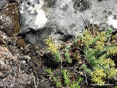 Thymelaea pubescens