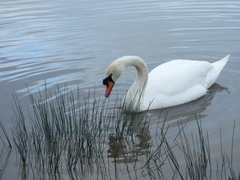 Cygnus olor