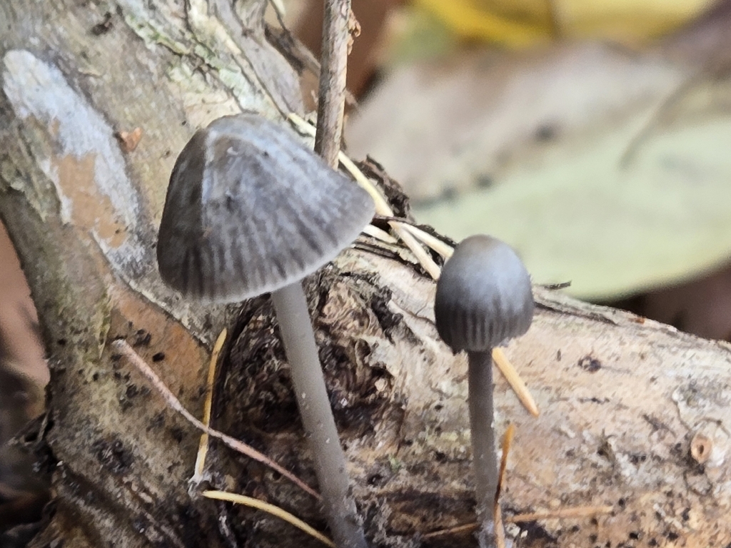 Mycena leptocephala · November 2025 · photo: © rgshaw (iNaturalist, cc0)