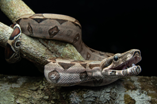 Boa Constrictor, photo 4 of 10