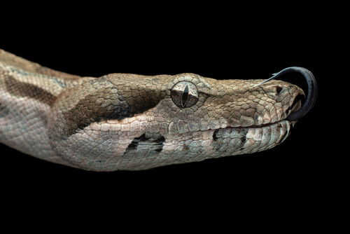 Boa Constrictor, photo 2 of 10