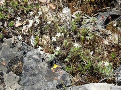 Arenaria obtusiflora