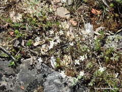 Arenaria obtusiflora