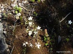 Arenaria obtusiflora