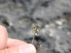 Poa ligulata