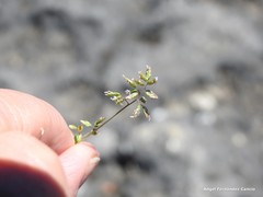 Poa ligulata