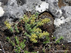 Thymelaea pubescens