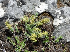 Thymelaea pubescens